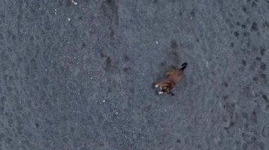 A pack of dogs are trying to attack the drone aerial view