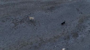 A pack of dogs are trying to attack the drone aerial view