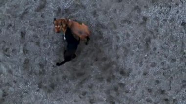 A pack of dogs are trying to attack the drone aerial view