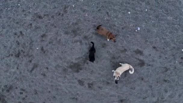 Dogs Jump Drone Try Bite Funny Situation — Vídeo de stock