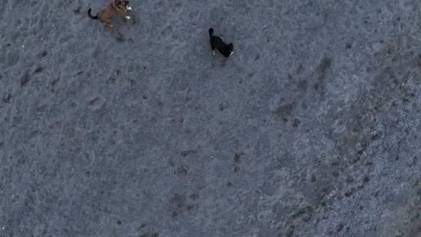 Anjing Melompat Drone Dan Mencoba Menggigit Situasi Lucu — Stok Video