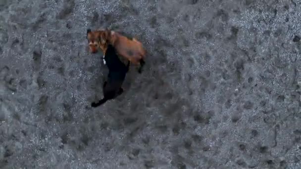 Pack Dogs Trying Attack Drone Aerial View — Vídeo de stock