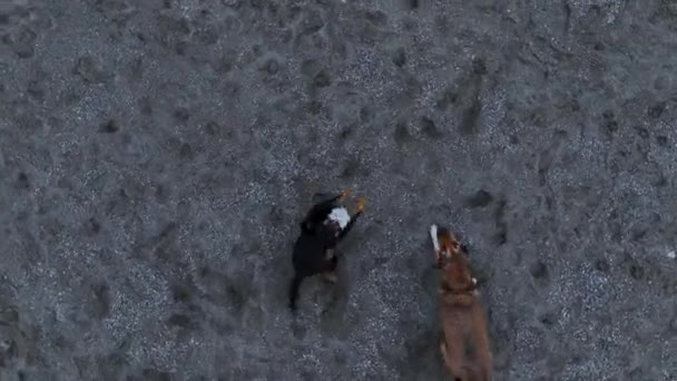 Dogs Jump Drone Try Bite Funny Situation — Video Stock