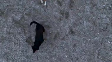Dogs jump on the drone and try to bite. Funny situation 4 K
