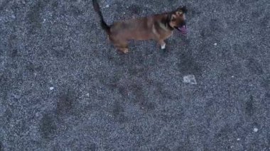 Dogs jump on the drone and try to bite. Funny situation 4 K