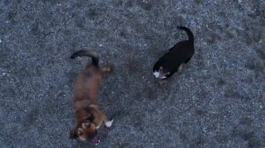 A pack of dogs are trying to attack the drone aerial view