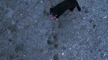 Dogs jump on the drone and try to bite. Funny situation 4 K