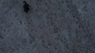 A pack of dogs are trying to attack the drone aerial view