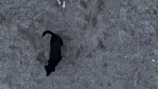 Anjing Melompat Drone Dan Mencoba Menggigit Situasi Lucu — Stok Video