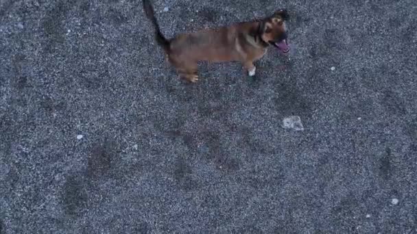 犬はドローンに飛び乗って噛もうとします 面白い状況4 — ストック動画