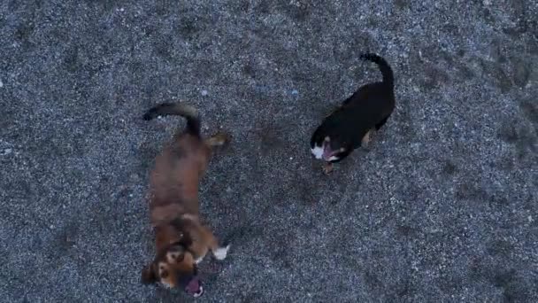 Pack Dogs Trying Attack Drone Aerial View — Stock video