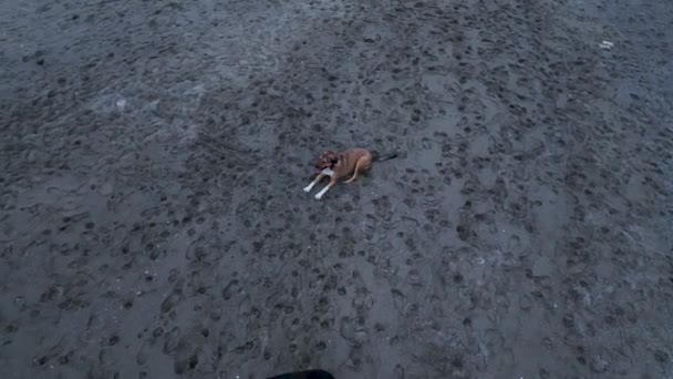 Pack Dogs Trying Attack Drone Aerial View — Αρχείο Βίντεο