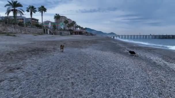 Pack Dogs Trying Attack Drone Aerial View — Stockvideo