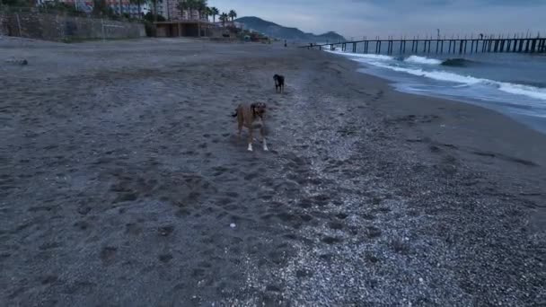 Dogs Jump Drone Try Bite Funny Situation — Video