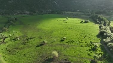 Farm Region green fields background