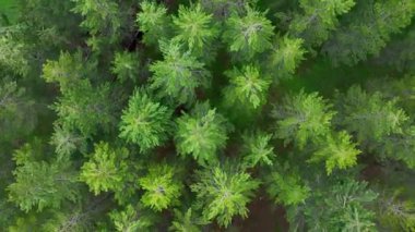 Turkey Mountains forest texture background