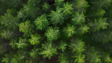 Turkey Mountains forest texture background