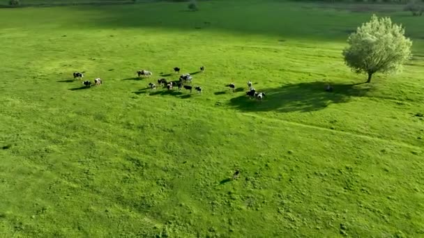 ファーム地域緑のフィールドの背景 — ストック動画