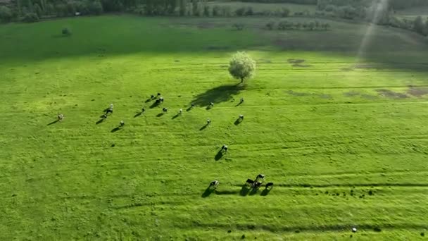 Farm Region Green Fields Background — Stok video