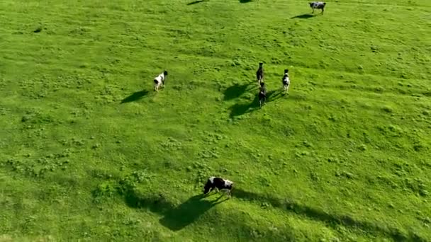 Farm Region Green Fields Background — Stockvideo