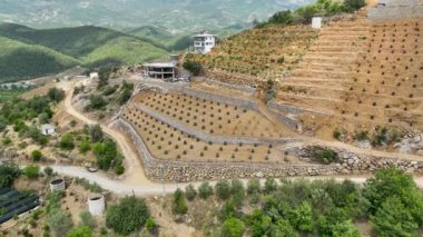 Farm region avacado fields green