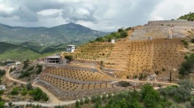 Farm region avacado fields green