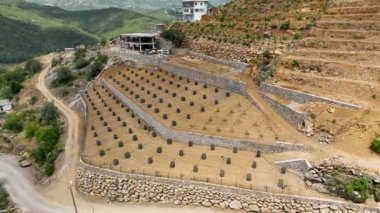 Farm region avacado fields green
