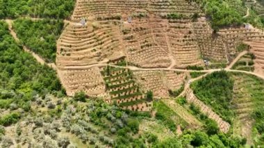 Farm region avacado fields green