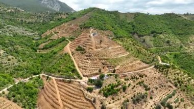 Avocado fields aerial background aerial