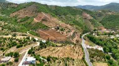Farm region avacado fields green