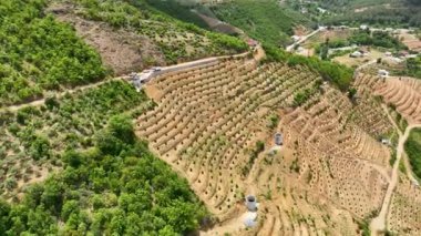 Avocado fields aerial background aerial