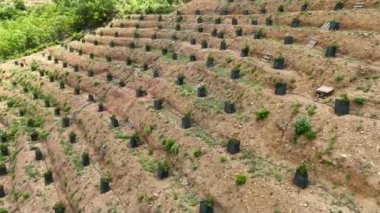 Avocado fields aerial background aerial