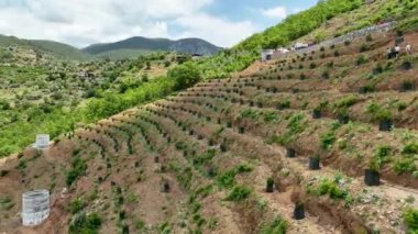 Avocado fields aerial background aerial