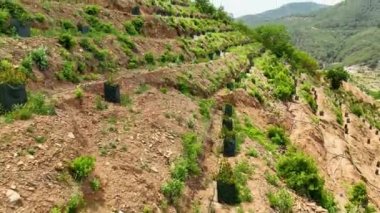Avocado fields aerial background aerial