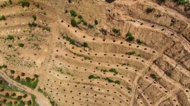 Avocado fields aerial background aerial