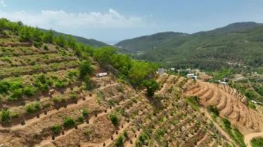 Avocado fields aerial background aerial