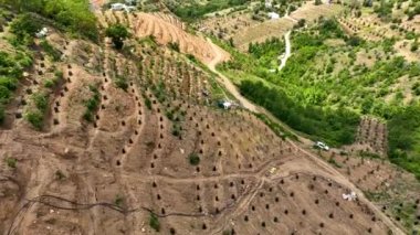 Avocado fields aerial background aerial