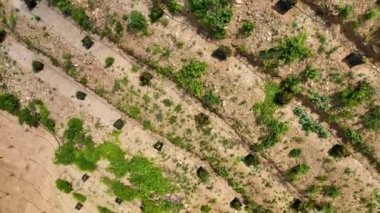 Avocado fields aerial background aerial