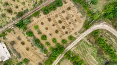 Avocado fields aerial background aerial