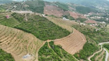 Avocado fields aerial background aerial
