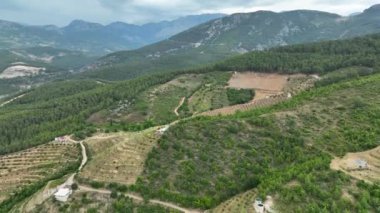 Avocado fields aerial background aerial