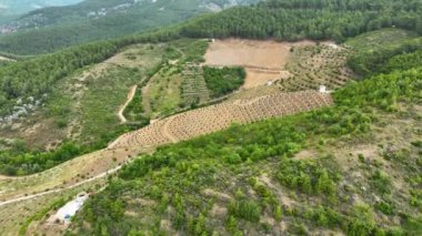 Avocado fields aerial background aerial