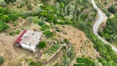 Avocado fields aerial background aerial