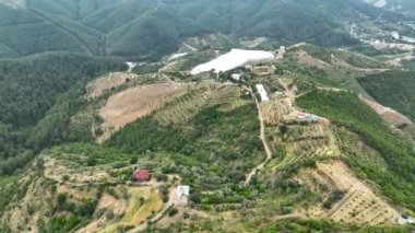 Avocado fields aerial background aerial