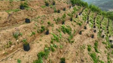 Avocado fields aerial background aerial