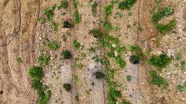 Avocado fields aerial background aerial