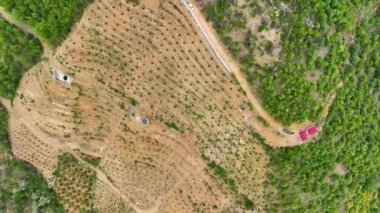 Avocado fields aerial background aerial