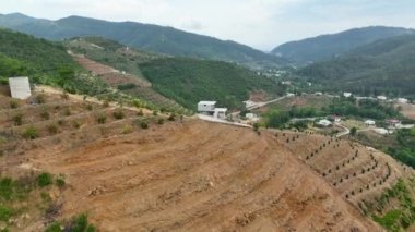 Avocado fields aerial background aerial