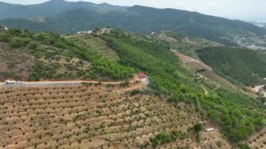 Avocado fields aerial background aerial