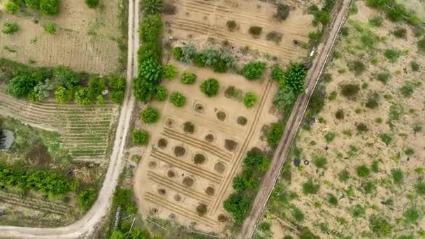Avocado Fields Aerial Background Aerial — Stock Video